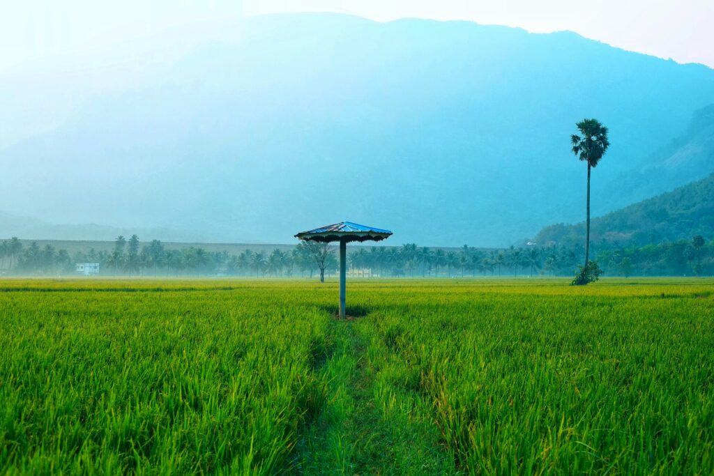 jishnu-narayan-5SgWTb3jAm0-unsplash (1)